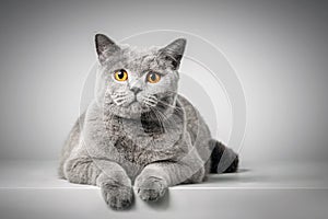 British Shorthair cat lying on white table