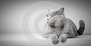 British Shorthair cat lying on white table. Copy-space