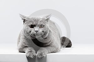 British Shorthair cat lying on white table