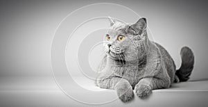 British Shorthair cat lying on white table. Copy-space photo