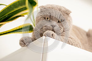 British Shorthair cat lying on white table. Looking at copy-space. Banner.