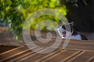 british shorthair cat opens mouth wide in a teeth displaying, ferocious seeming yawn. photo