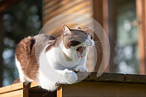 british shorthair cat opens mouth wide in a teeth displaying, ferocious seeming yawn. photo