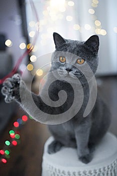 British shorthair cat playing with string