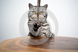 british shorthair cat playing with string looking at camera on white background