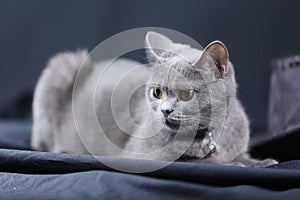 British Shorthair cat portrait,