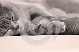 British Shorthair cat portrait isolated