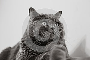 British Shorthair cat portrait on a white background