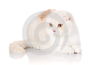 British Shorthair cat portrait on white