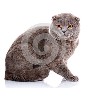 British Shorthair cat portrait on white