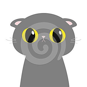 British Shorthair cat round head face, body. Cute funny cartoon character. Big yellow eyes. Sad emotion. Kitty Whisker Baby pet