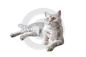 British shorthair cat, Silver chocolate color and yellow eyes, striped cats are sitting, relaxing and relaxing on a white backgrou