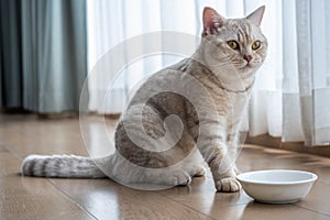 British shorthair cat, Silver chocolate color, yellow eyes, waiting to eat There was a small white cup on the wooden floor