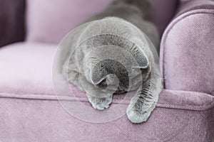 British Shorthair cat sitting on the couch, cute curious cat