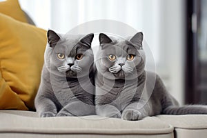 British shorthair cat is sitting on the couch .generative AI