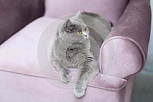 British Shorthair cat sitting on the couch and looking at us, cute curious cat