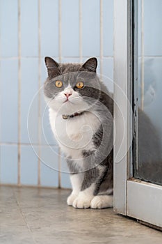 British Shorthair cat sitting by the door