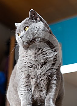 British Shorthair cat sitting in front of a blue wall