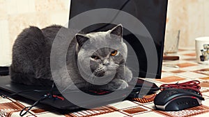 British shorthair cat sitting on a laptop
