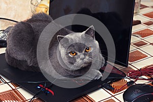 British shorthair cat sitting on a laptop