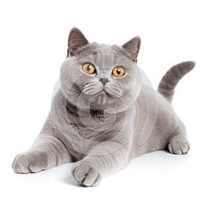 British shorthair cat sitting and looking at something on white background