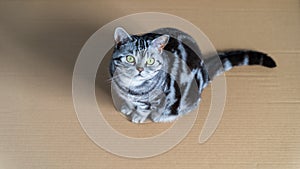 British shorthair cat sitting in paper box - top view
