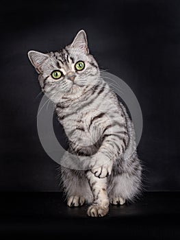 British Shorthair Cat, sitting and playing, on black