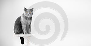British Shorthair cat sitting on scratcher