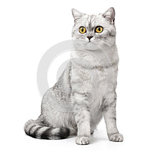 British Shorthair cat sitting up front view, looking at camera with orange eyes, isolated on white background.