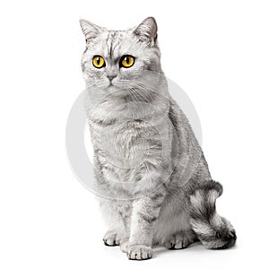 British Shorthair cat sitting up front view, looking at camera with orange eyes, isolated on white background.