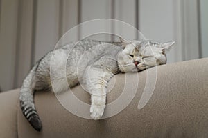 British shorthair cat sleeping on the back of the sofa