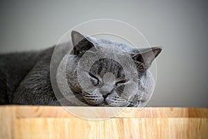 British Shorthair cat is sleeping soundly in the room