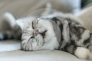 British shorthair cat sleeps