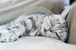 British shorthair cat sleeps