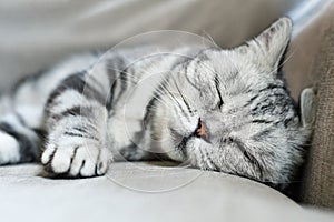 British shorthair cat sleeps