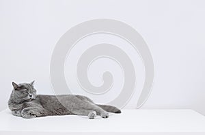 British shorthair cat sleeps on the table. Sleeping cat on a white background. Space for text