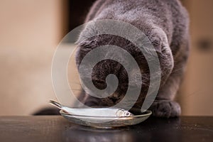 British Shorthair cat sniffing fish on the table