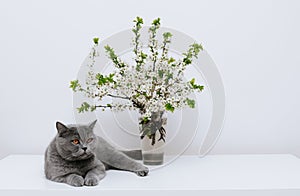 British shorthair cat and a spring bouquet of cherry blossoms on white table. Space for text