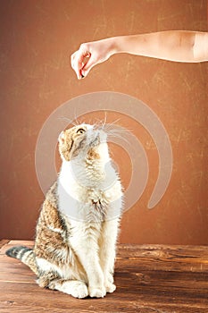 British shorthair cat stands on its hind legs. Domestic cat fed with hands