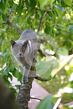 British shorthair cat in tree