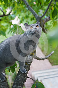 British shorthair cat on tree branch