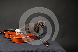 British Shorthair cat and a violin