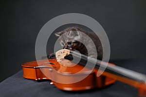 British Shorthair cat and a violin