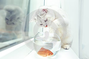 British shorthair cat watching goldfish