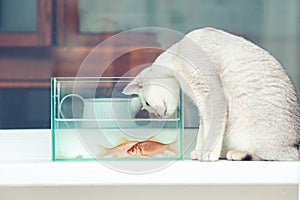 British shorthair cat watching goldfish in an aquarium