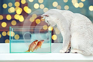 British shorthair cat watching goldfish in an aquarium