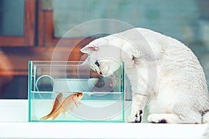 British shorthair cat watching goldfish in an aquarium