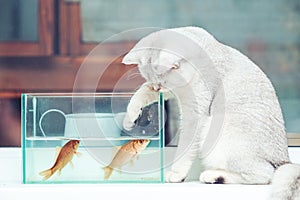 British shorthair cat watching goldfish in an aquarium