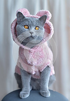 British Shorthair cat wearing fluffy pink sweater