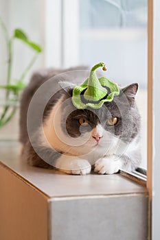 British shorthair cat wearing a small hat